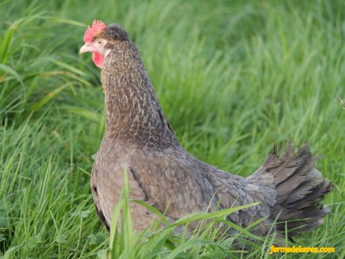 Poule kaki bleu