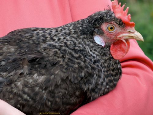 Poule Kaki noire