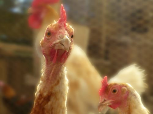 Poule anglais moderne GR pyle