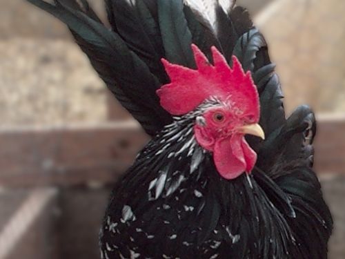 Coq Chabo caillouté noir