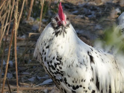 Coq Barbu de Thuringes pailleté argenté