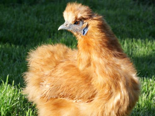 Poule-soie fauve