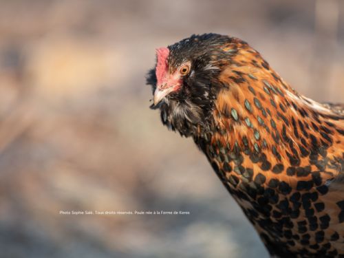 variété pailleté dorée