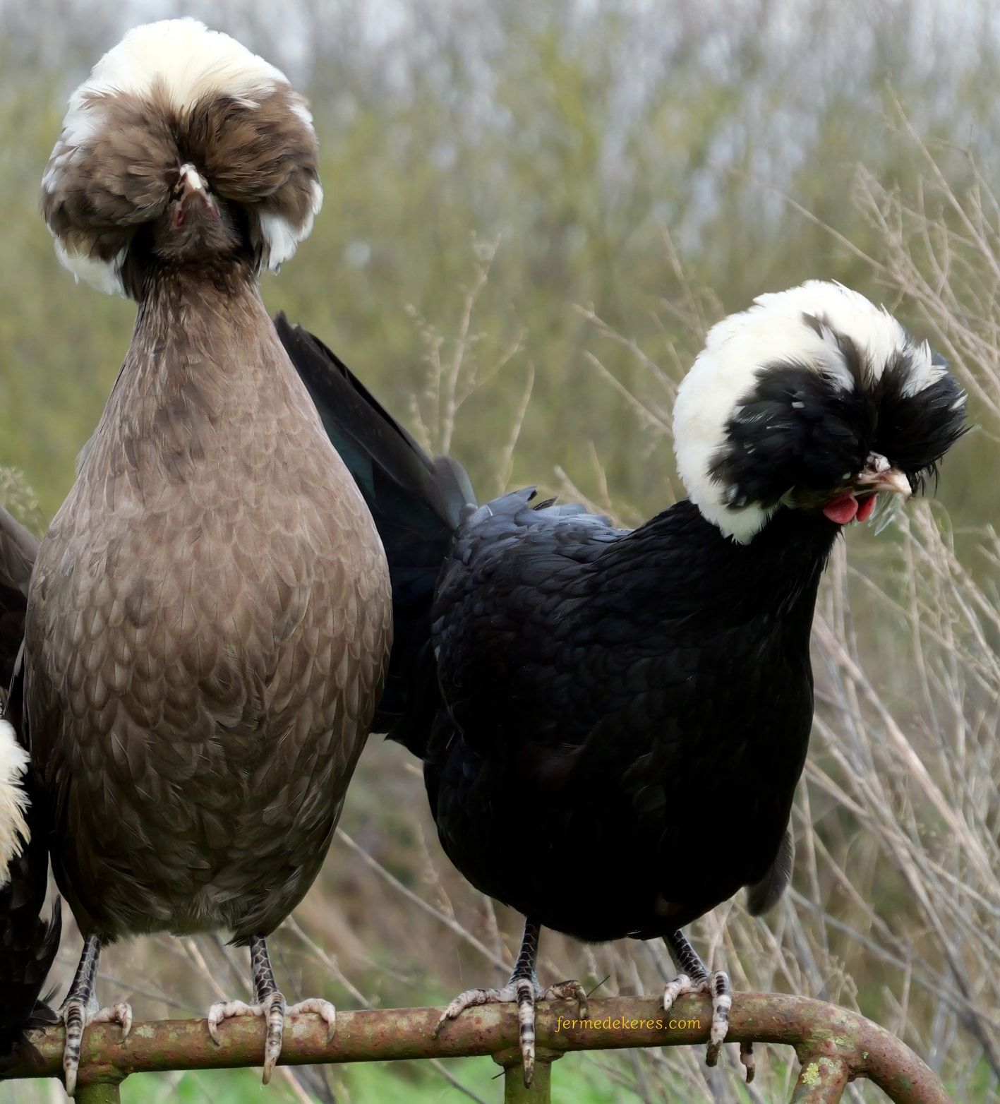 poules Hollandaise noire et chocolat à huppe blanche