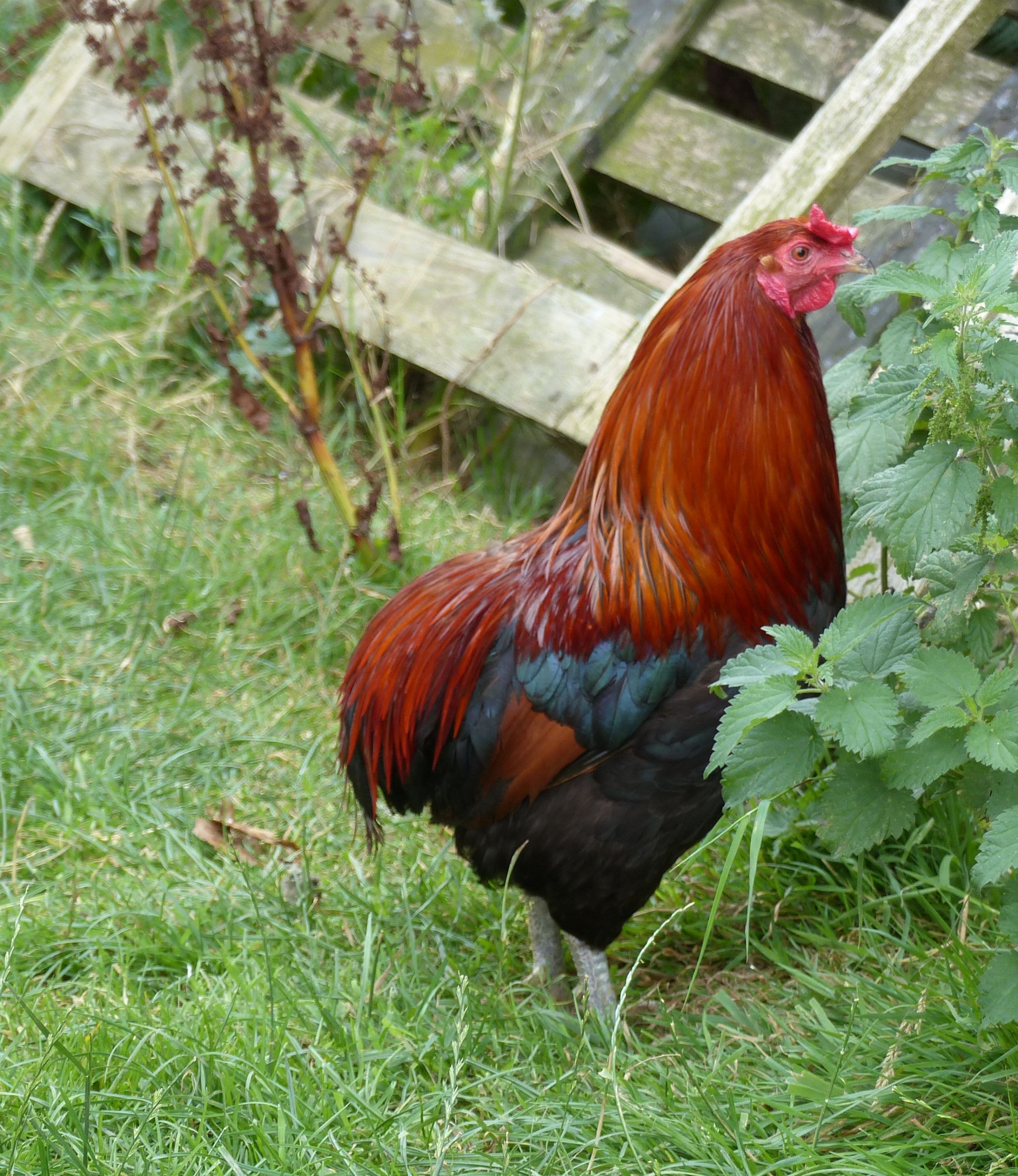 Coq araucana