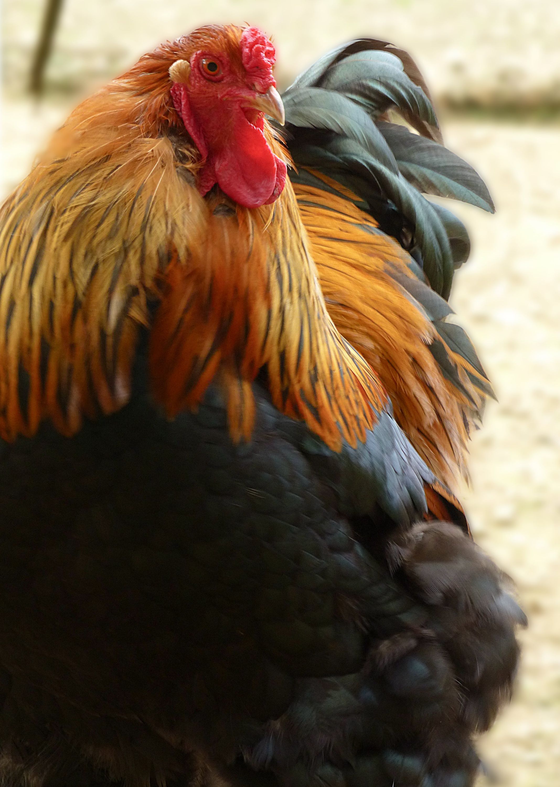 coq Brahma perdrix