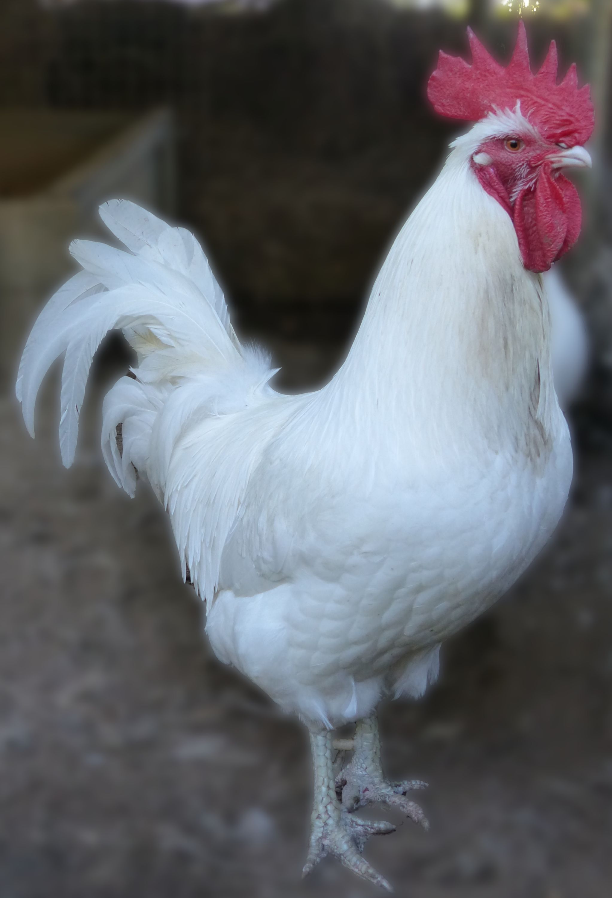Coq Bresse Gauloise