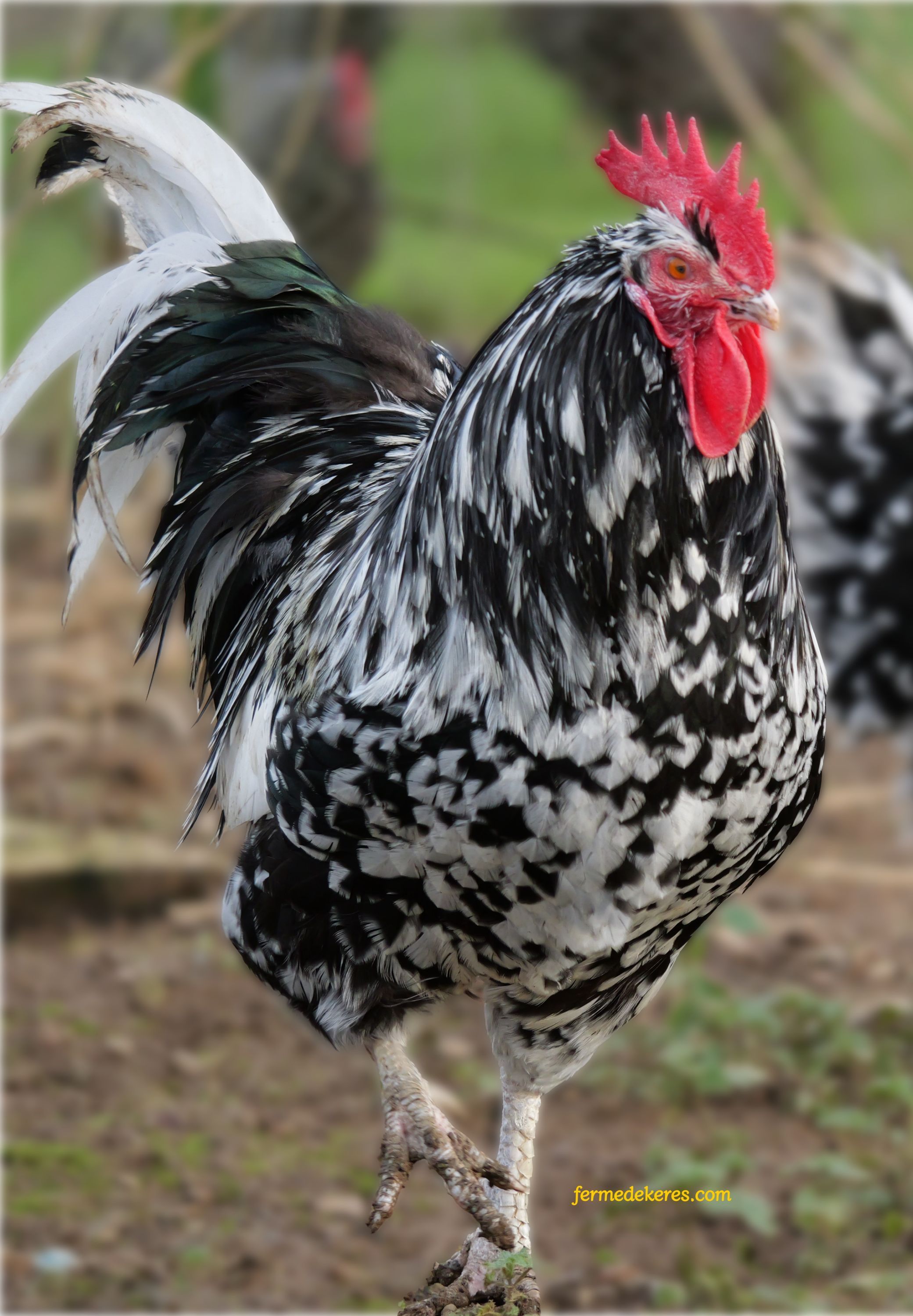 Coq Gournay