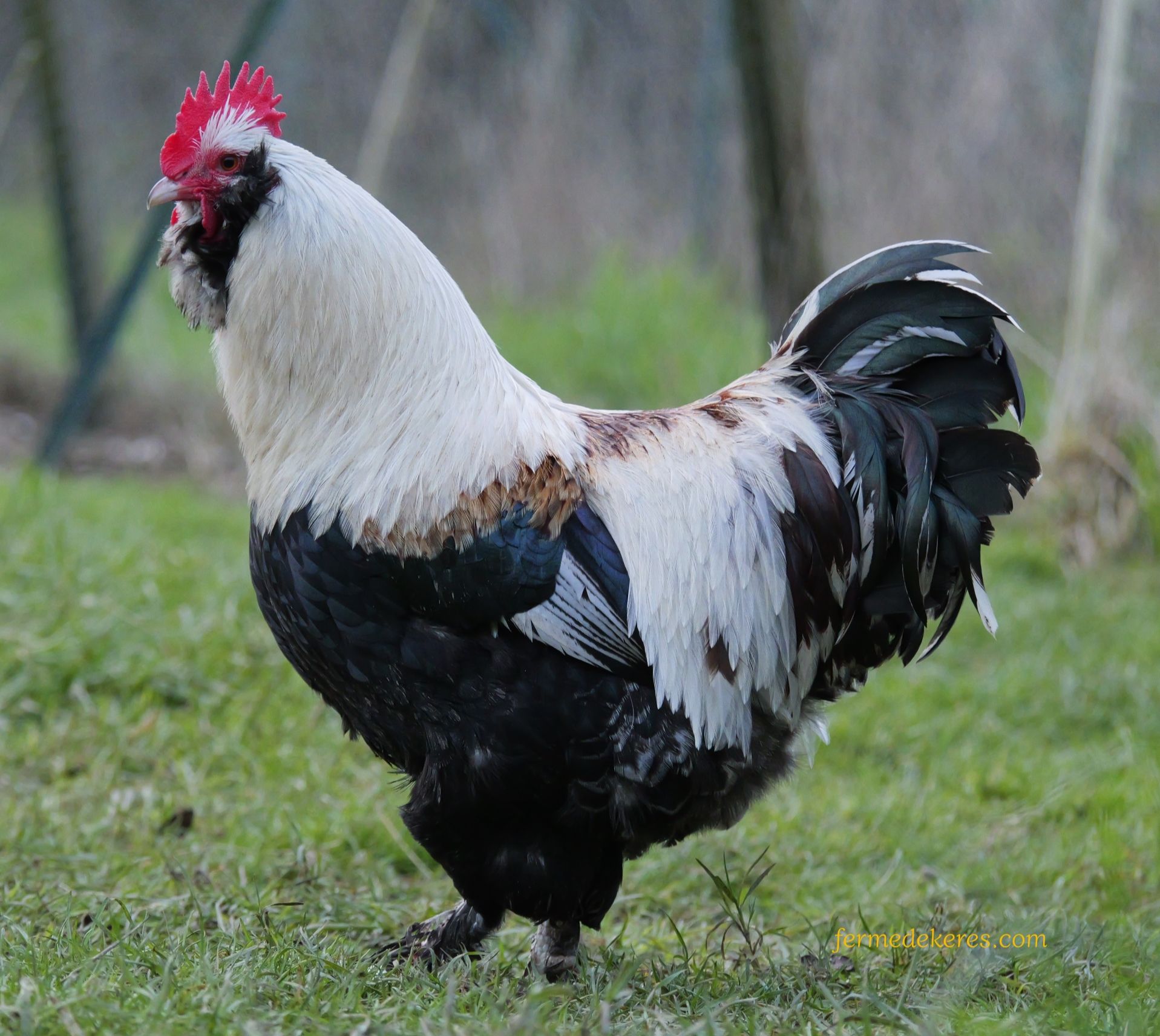 Coq faverolles