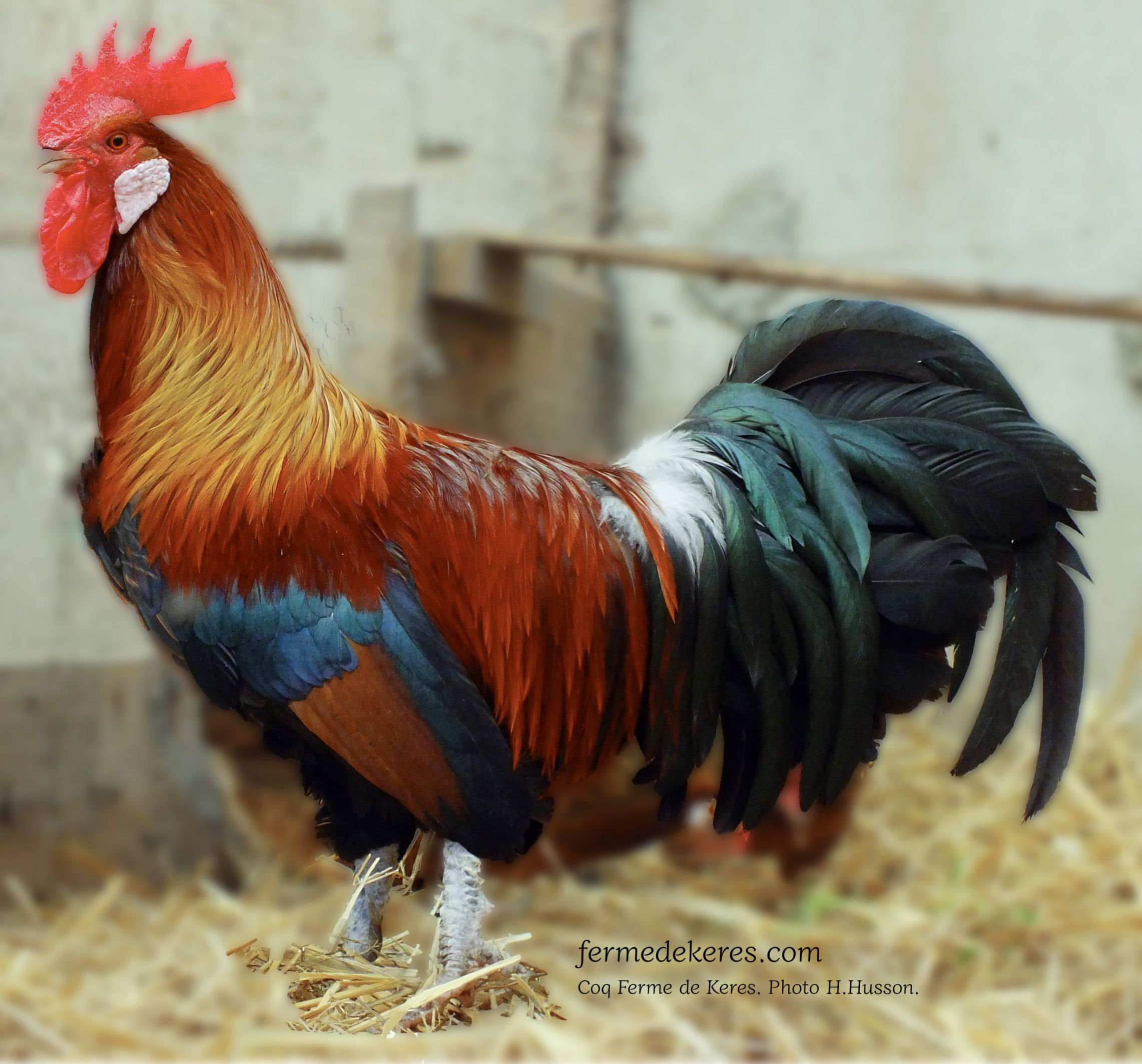 Coq Gaulois doré