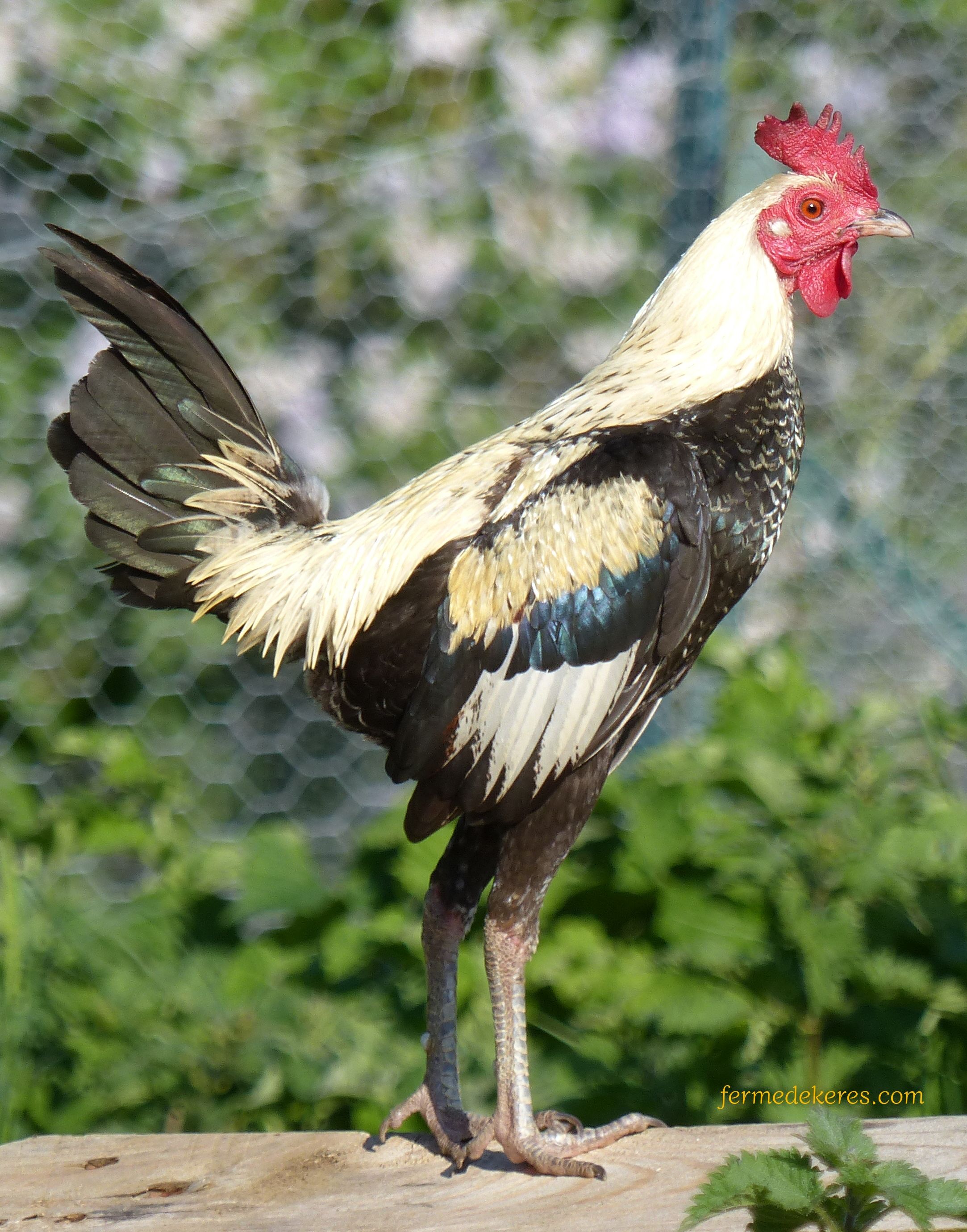Coq Petit combattant anglais nain noir à camail argenté