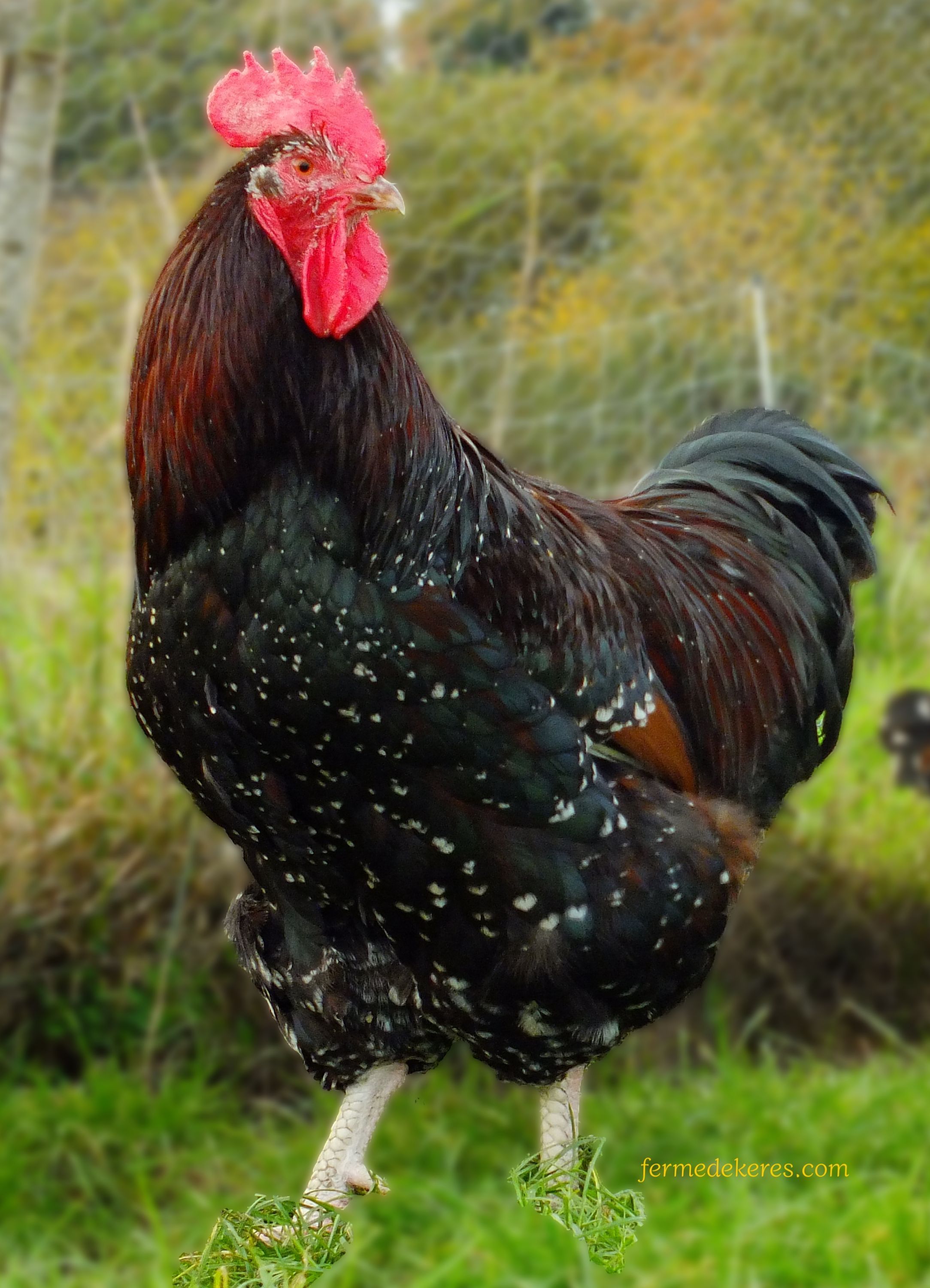 Coq sussex tricolore