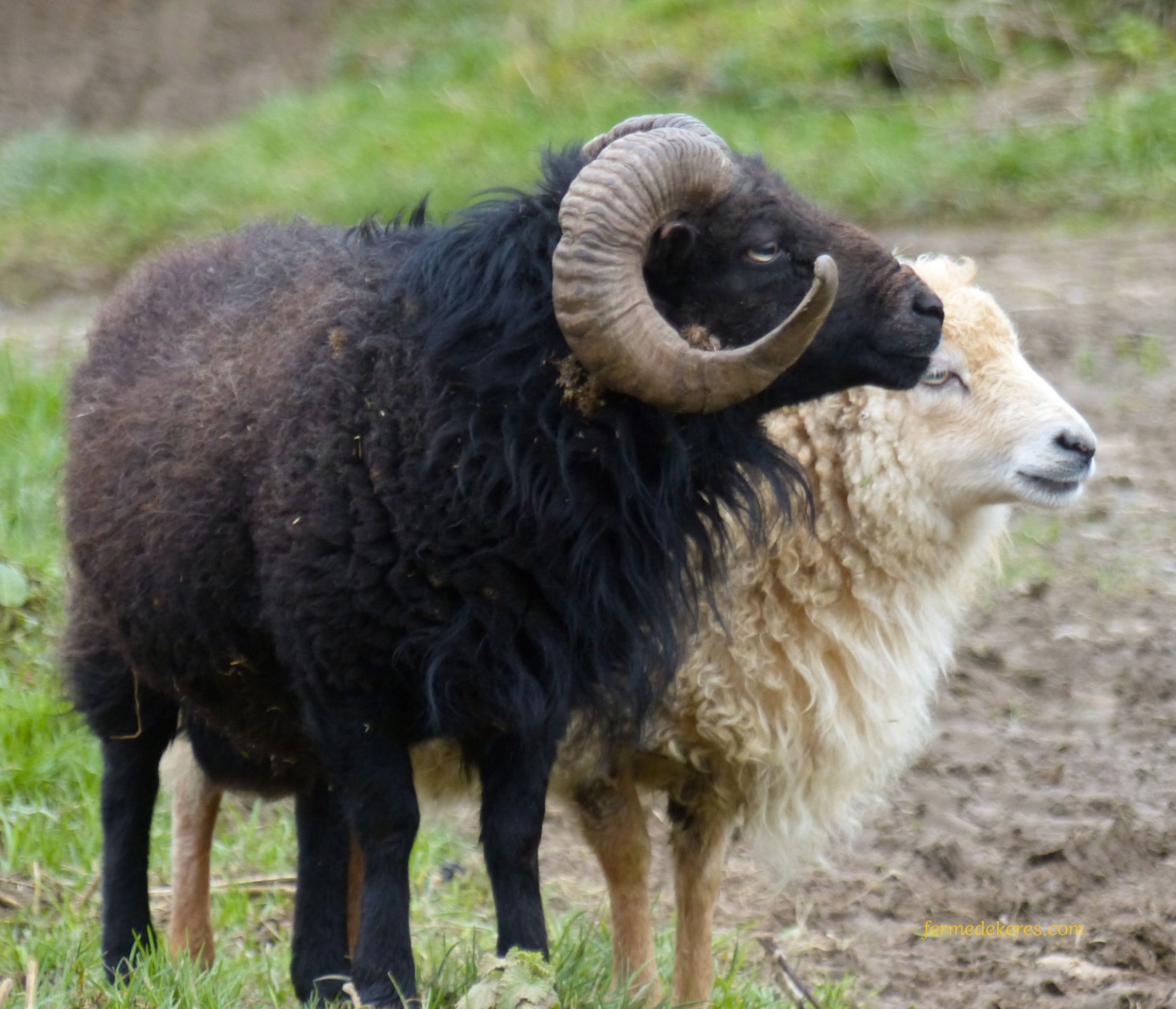 Couple de moutons d'Ouessant