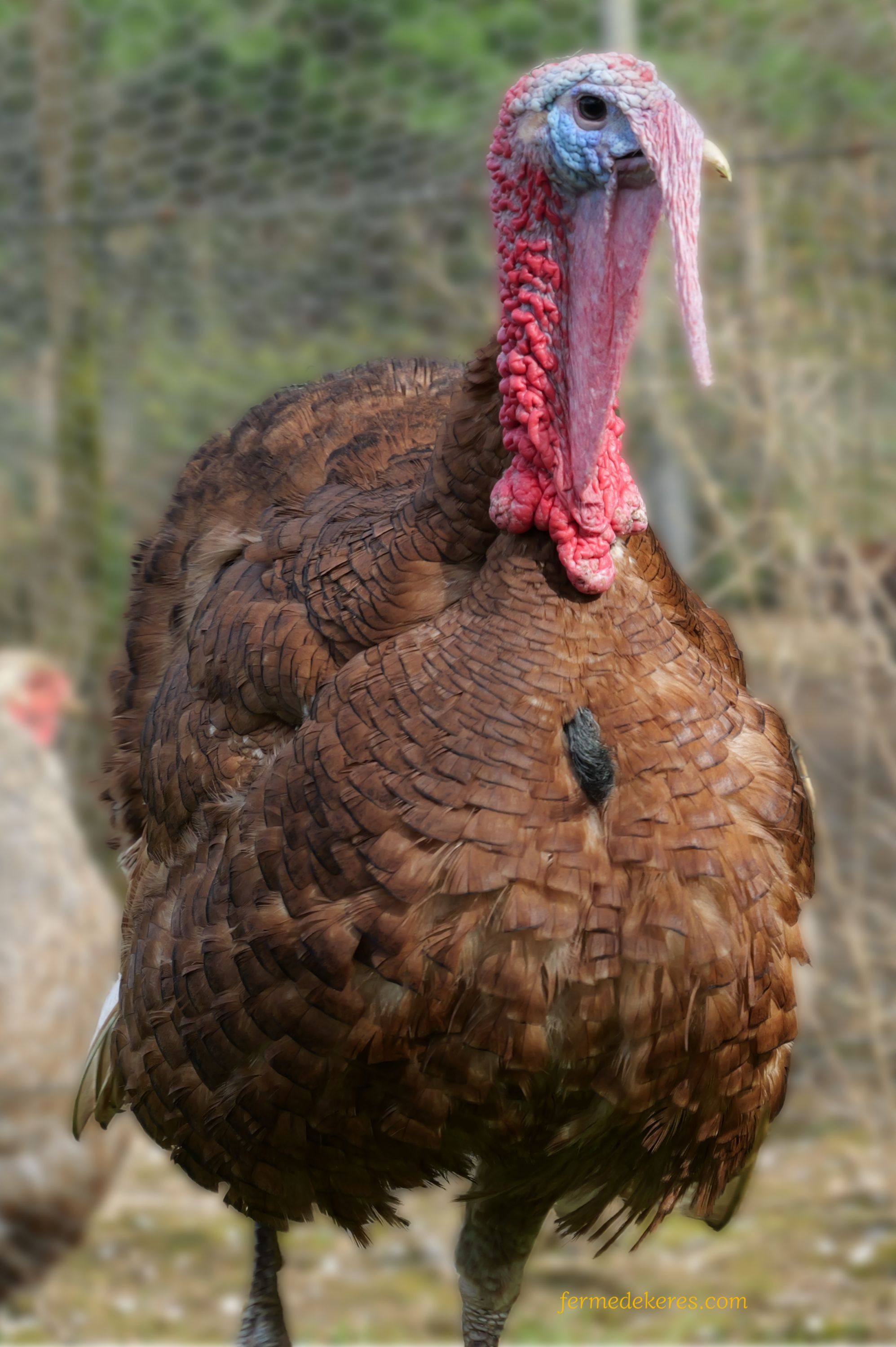 Dindon Rouge des Ardennes