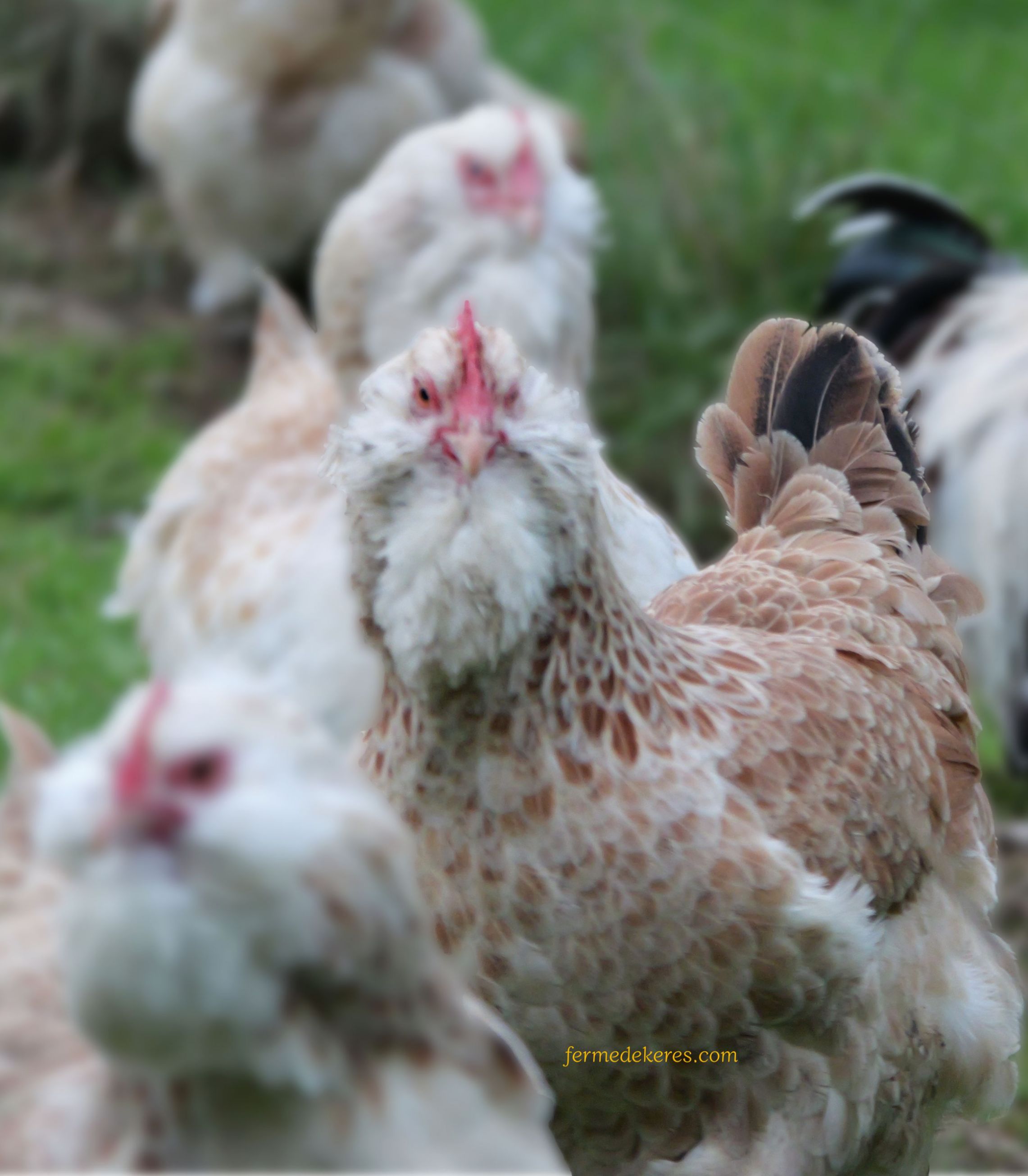 poule faverolles