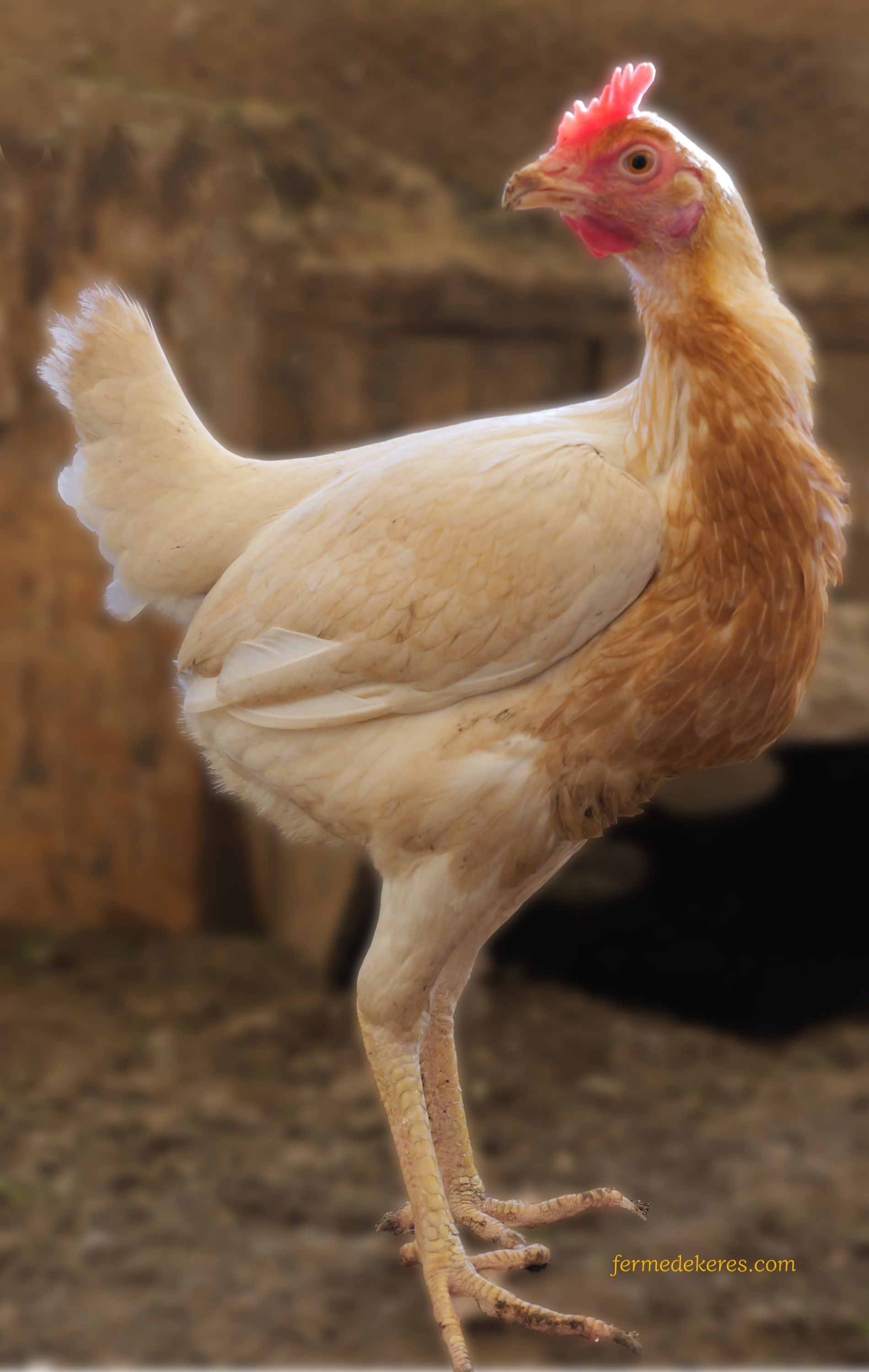 Tête d'anglaise GR pyle