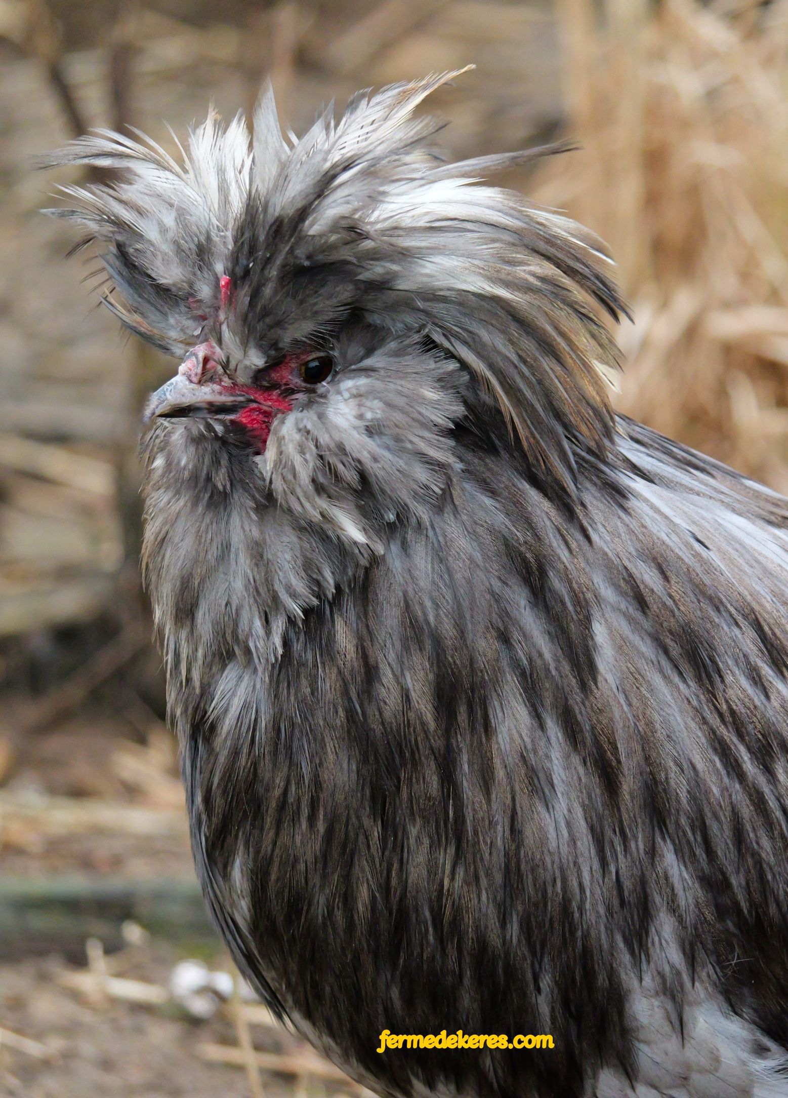 Coq Crèvecœur bleu