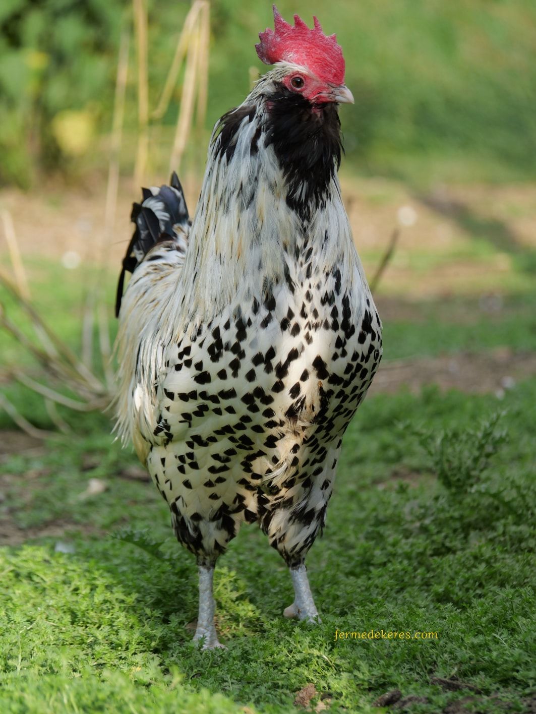 Coq Barbu de Thuringes pailleté argenté