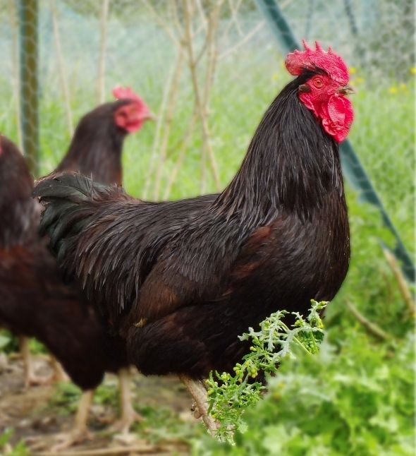 coq Rhode island